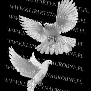 grawer gołębi w kamieniu